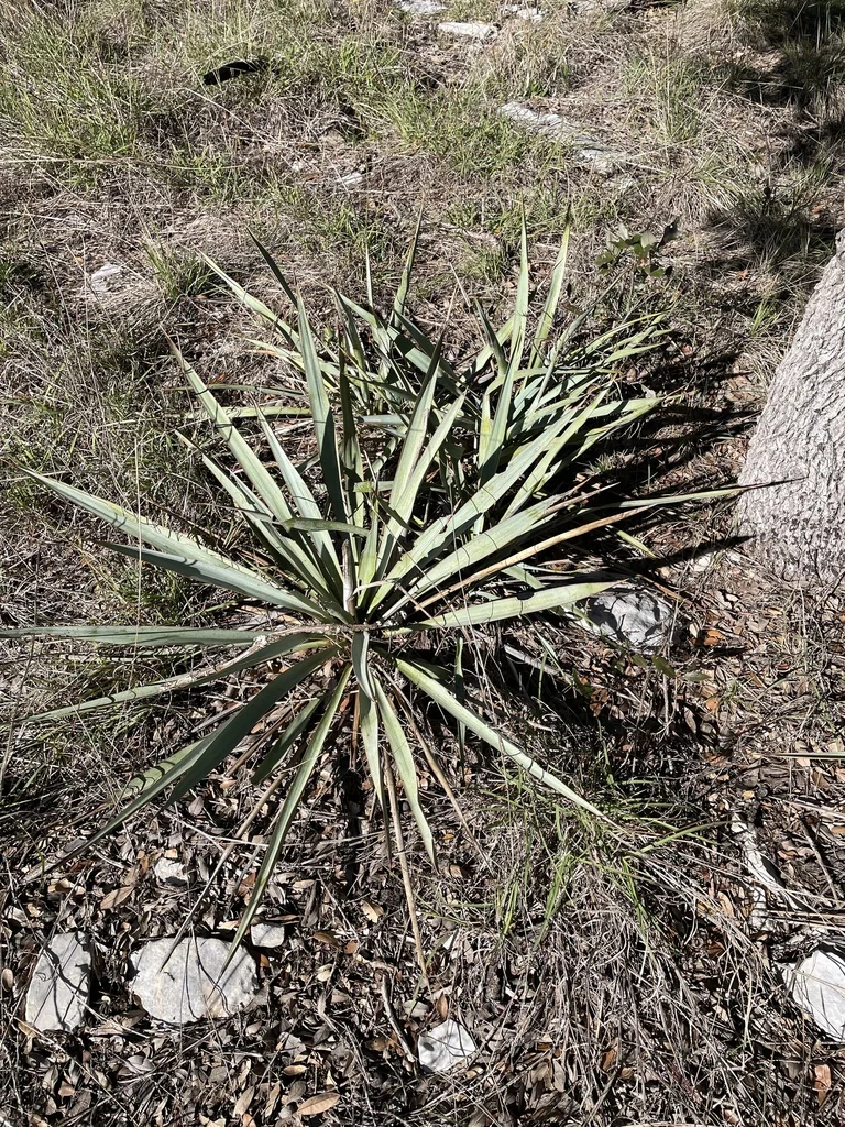 Yucca Pallida