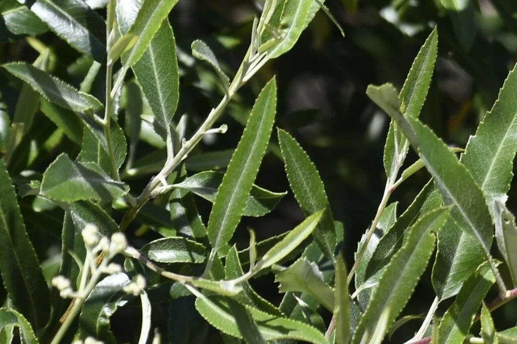 Vauquelinia Californica