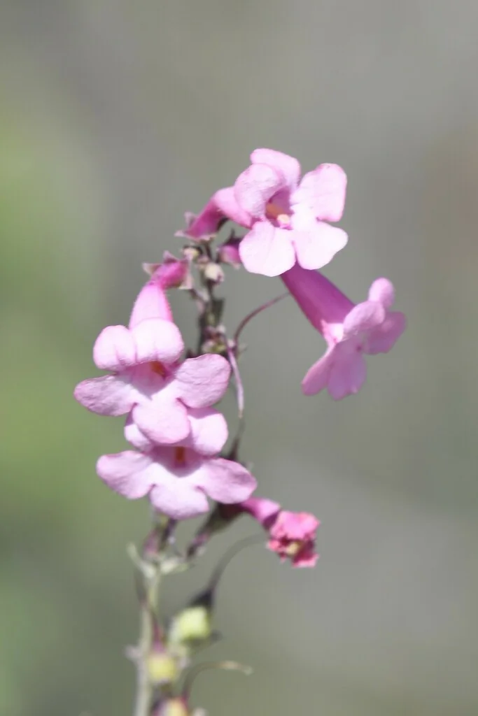 Penstemon Parryi