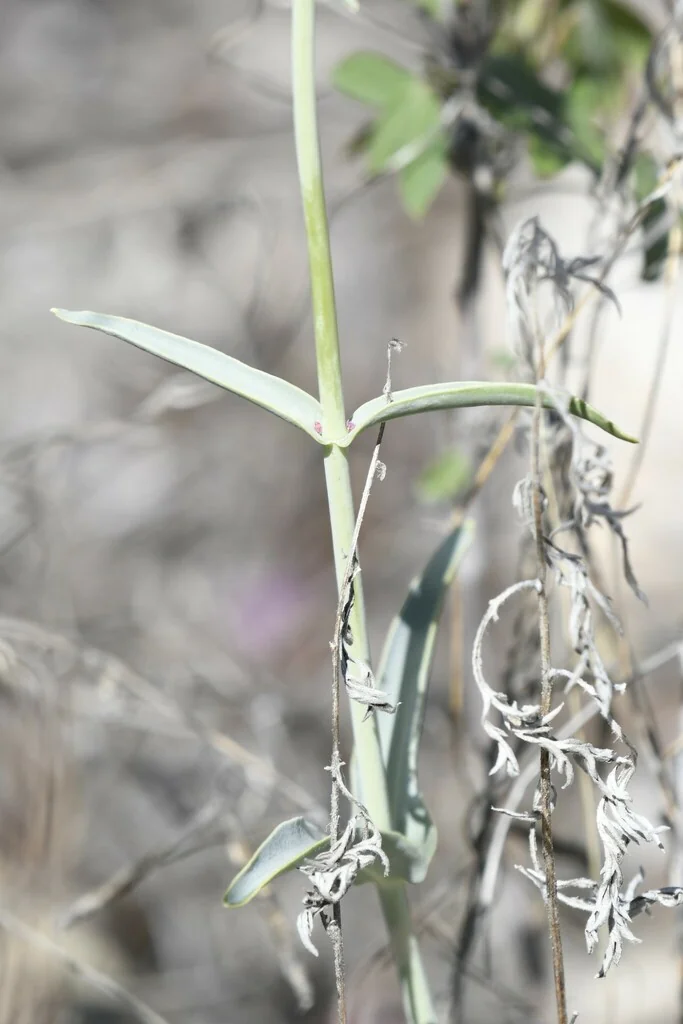 Penstemon Parryi