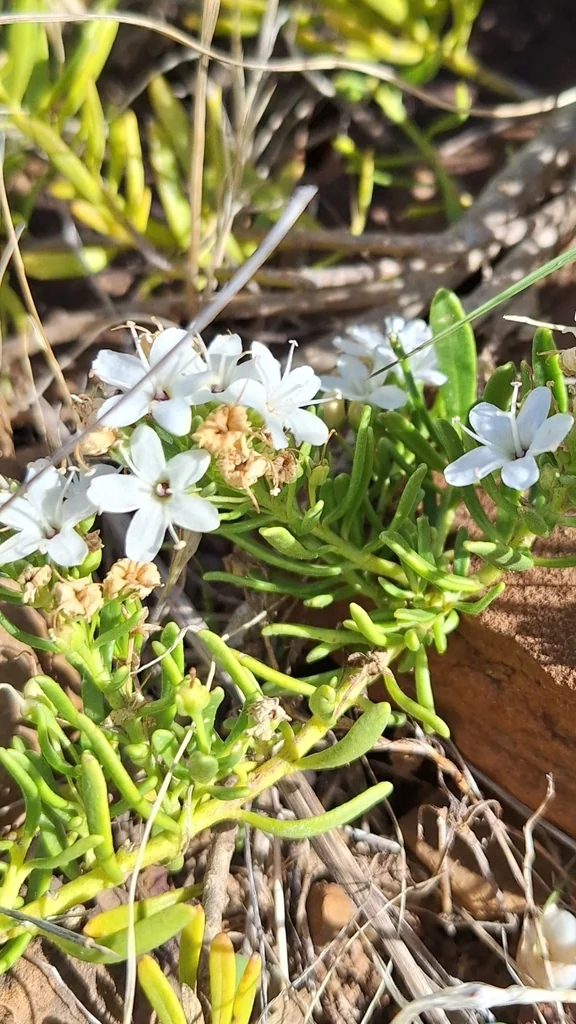 Myoporum Parvifolium