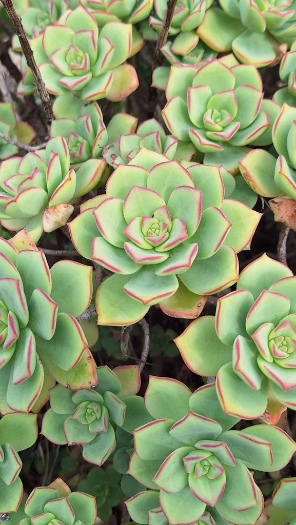 Aeonium Haworthii