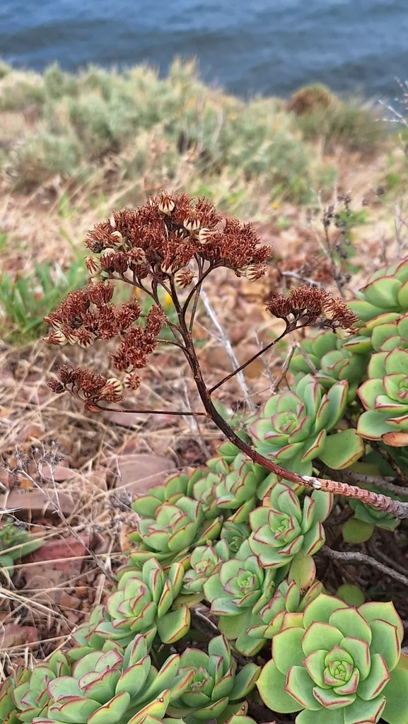 Aeonium Haworthii
