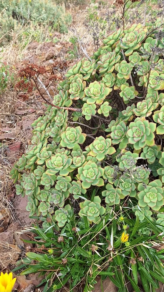 Aeonium Haworthii
