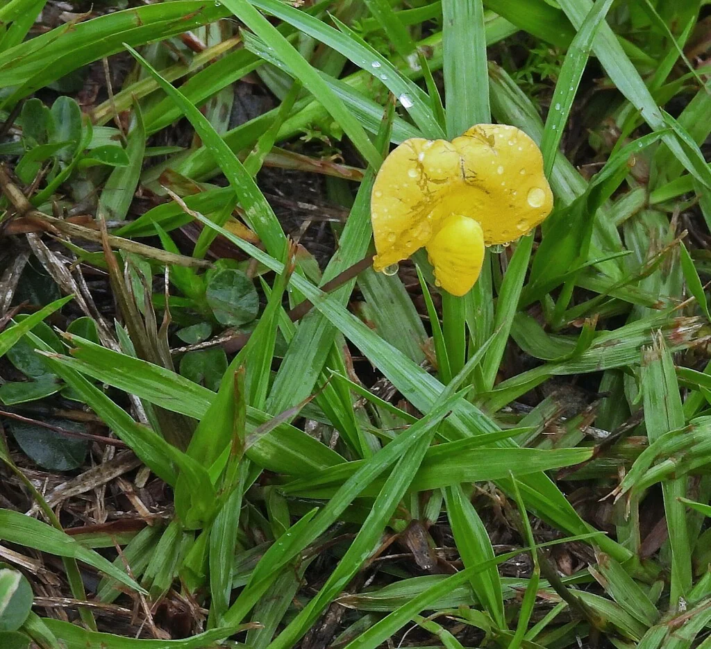 Arachis Glabrata