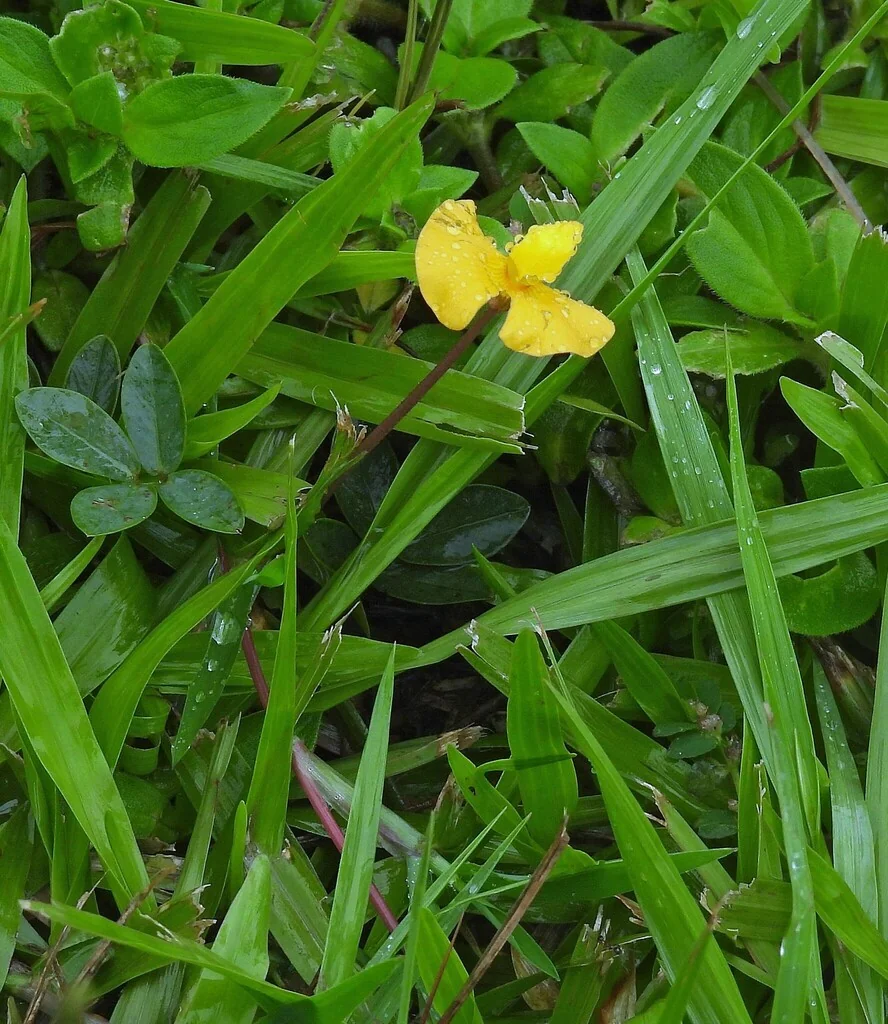 Arachis Glabrata