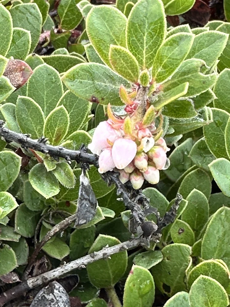 Arctostaphylos Edmundsii
