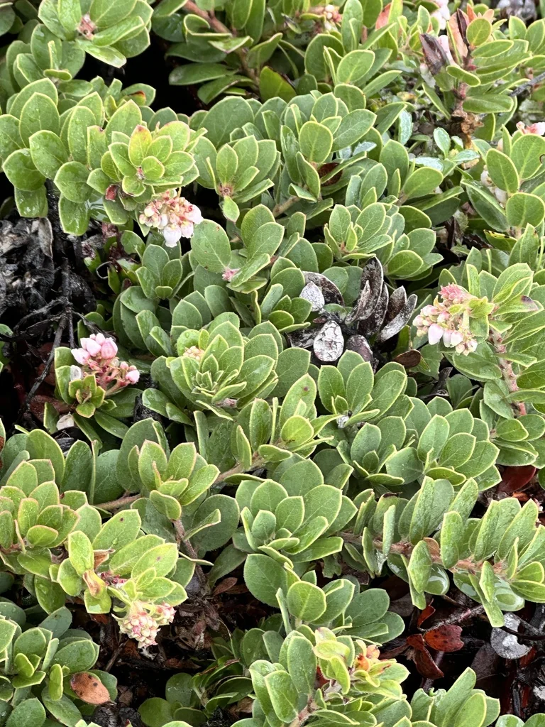 Arctostaphylos Edmundsii