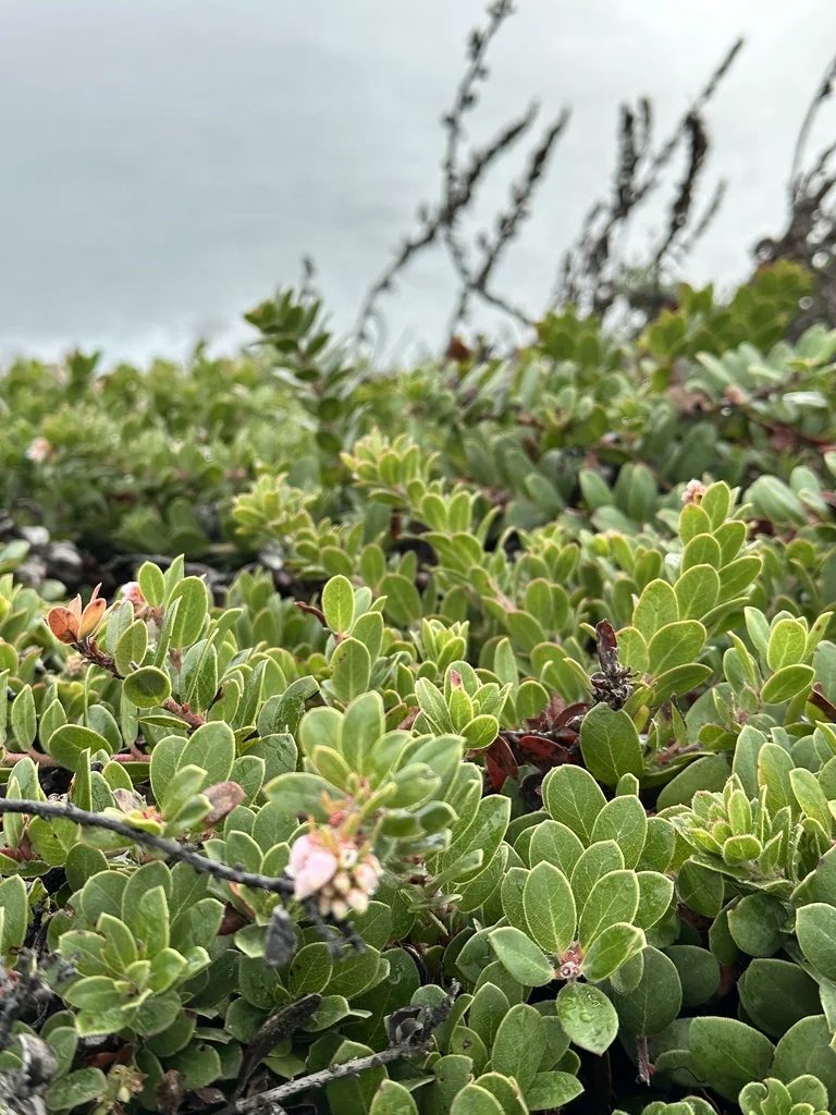 Arctostaphylos Edmundsii