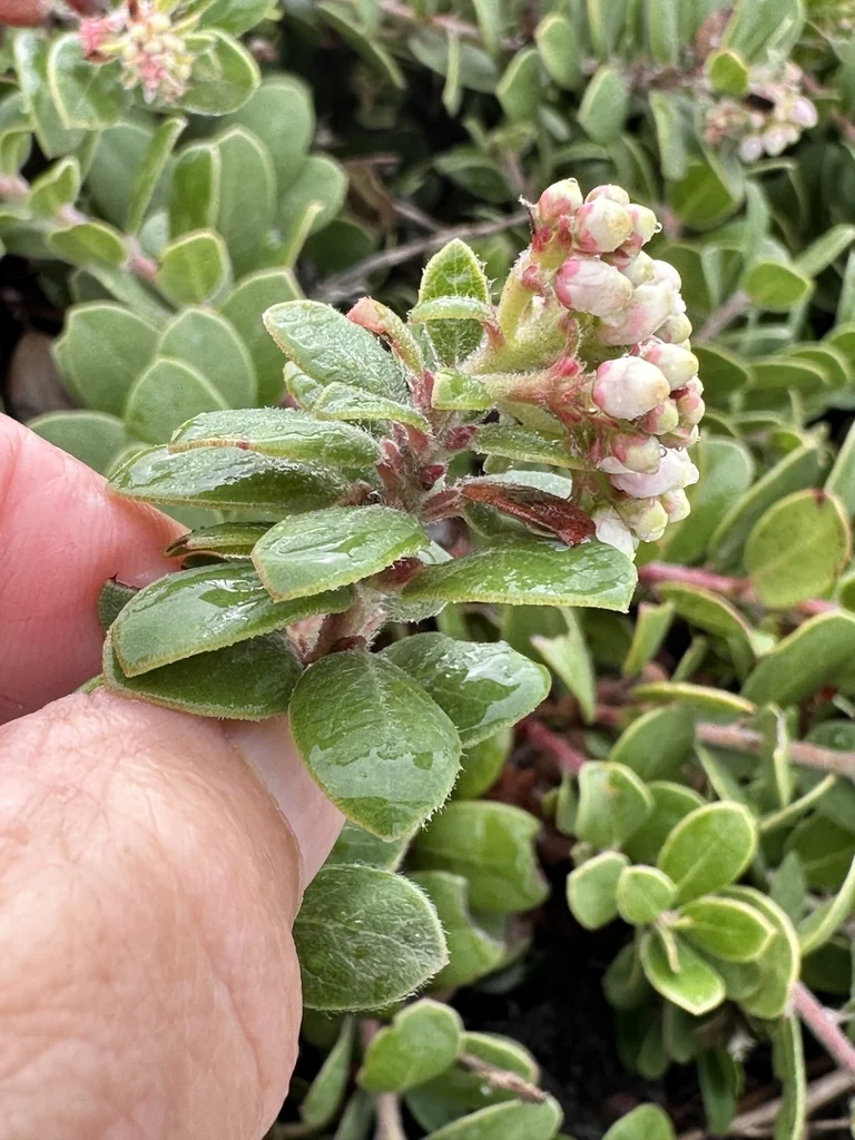 Arctostaphylos Edmundsii