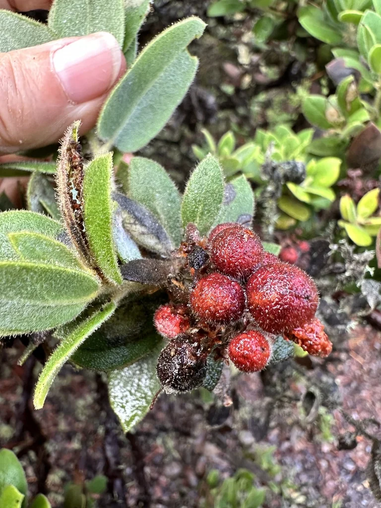 Arctostaphylos Tomentosa