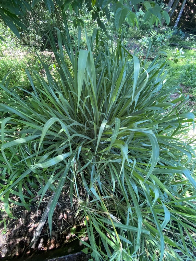 Cymbopogon Citratus