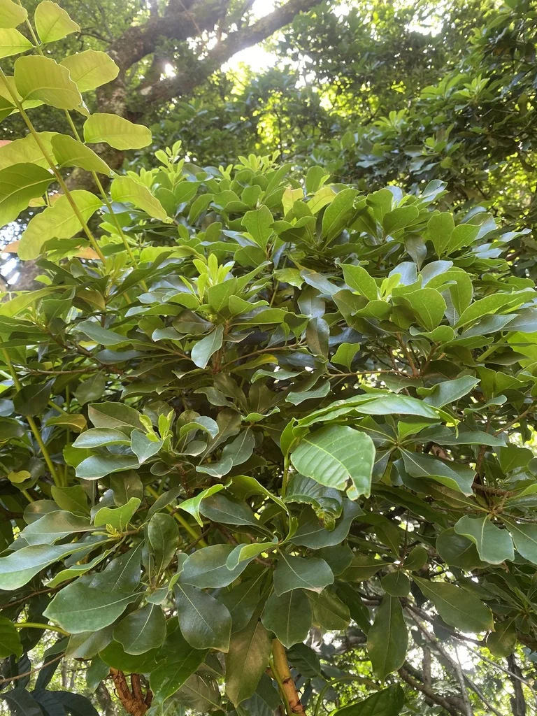 Pittosporum Viridiflorum