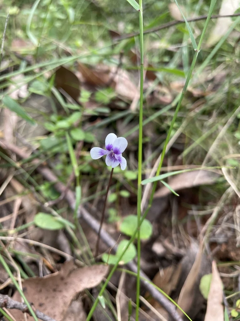 Viola hederacea