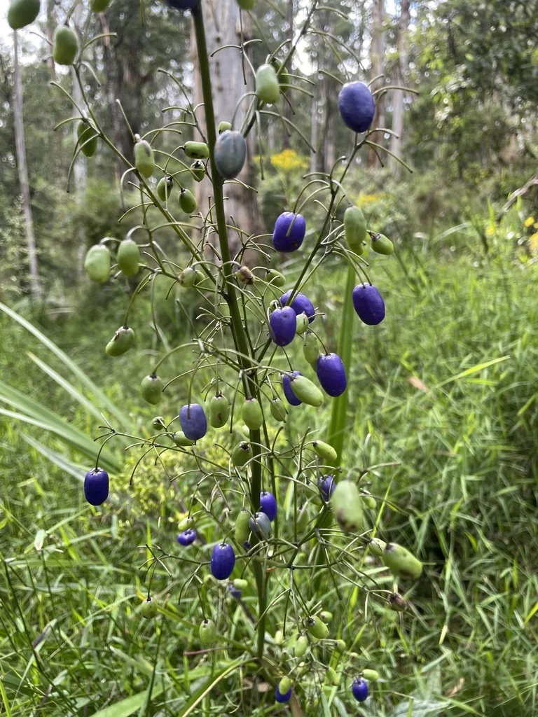 Dianella Tasmanica