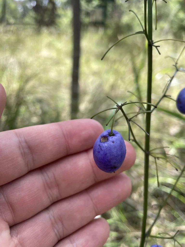 Dianella Tasmanica