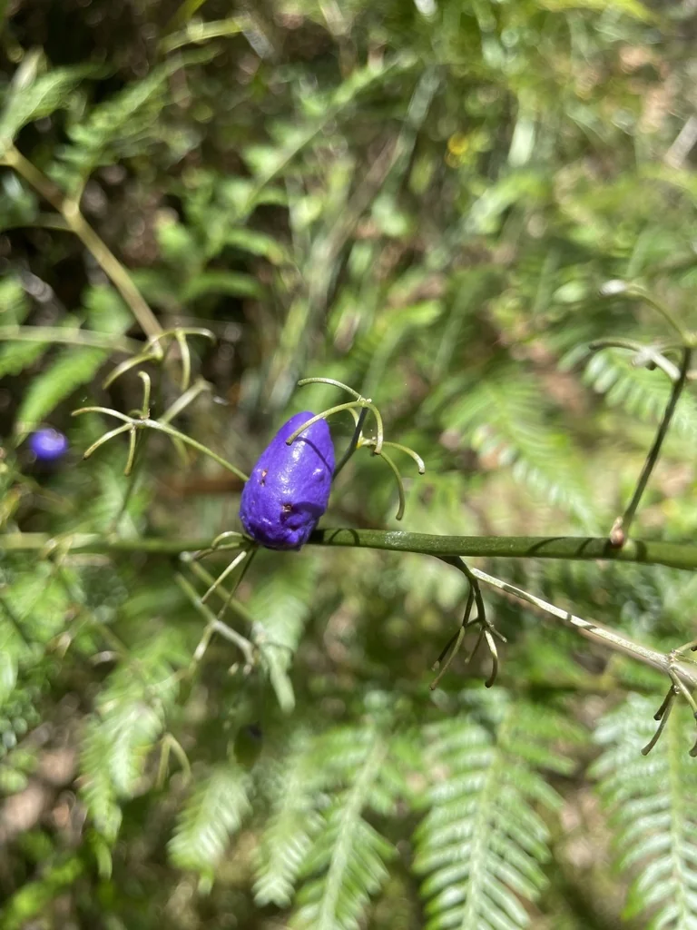 Dianella Tasmanica