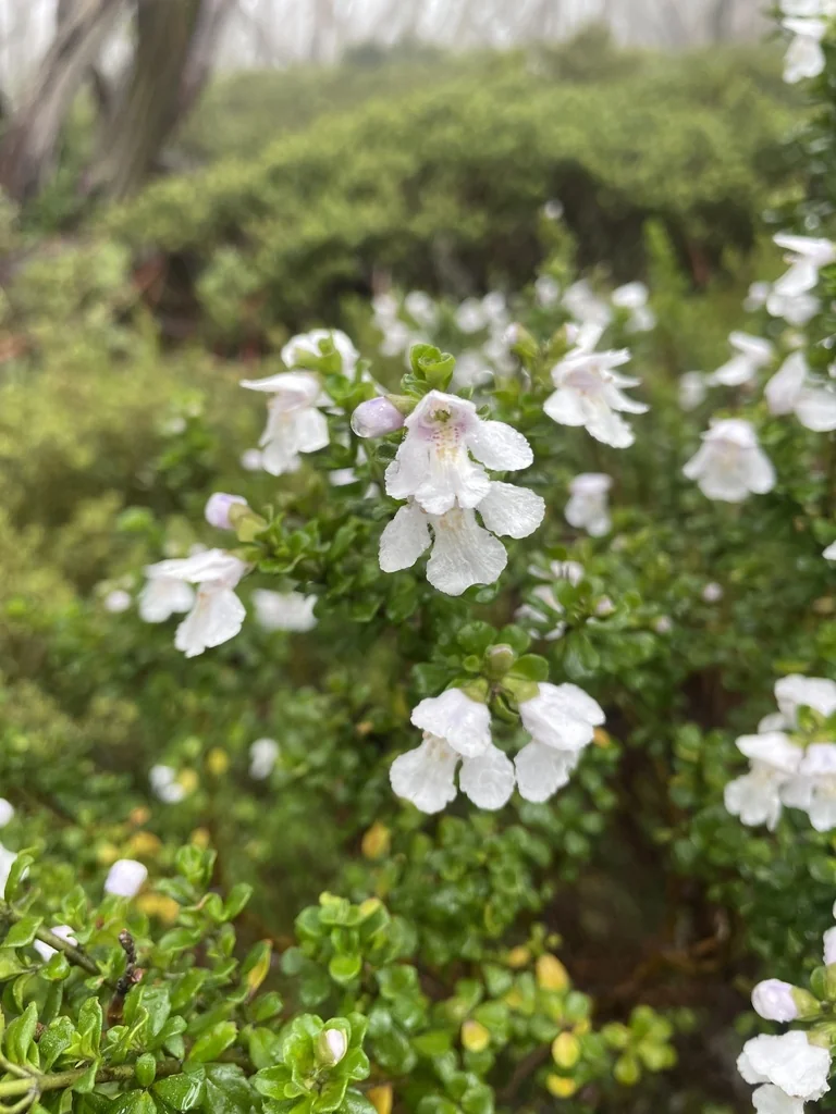 Prostanthera Cuneata