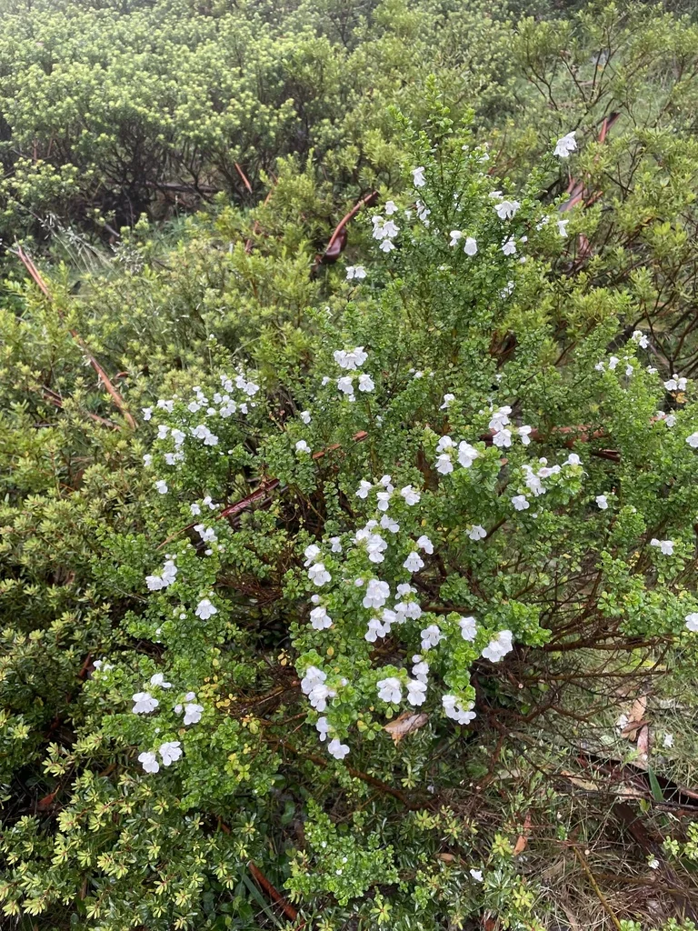 Prostanthera Cuneata