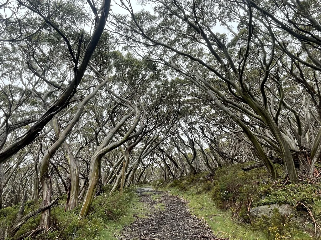 Eucalyptus Pauciflora