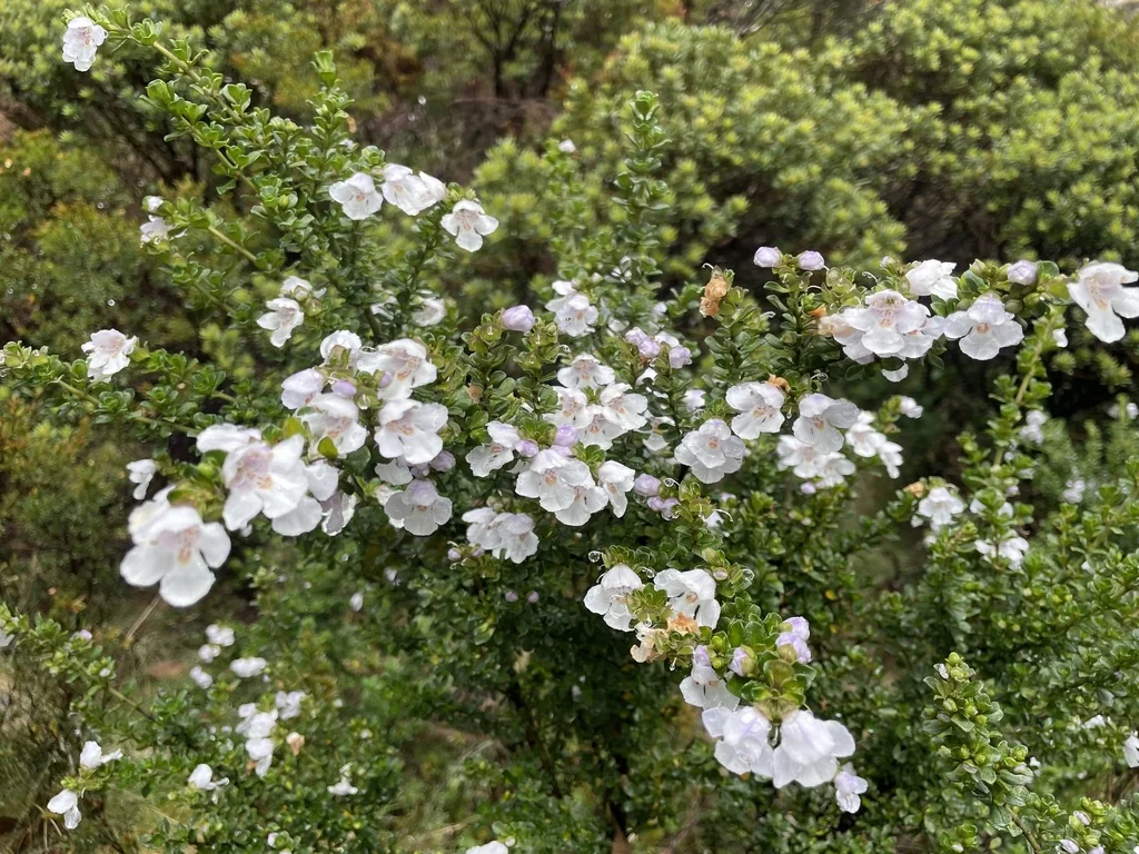 Prostanthera Cuneata