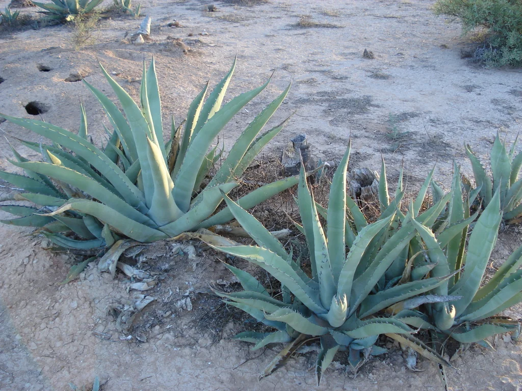 Agave Scabra