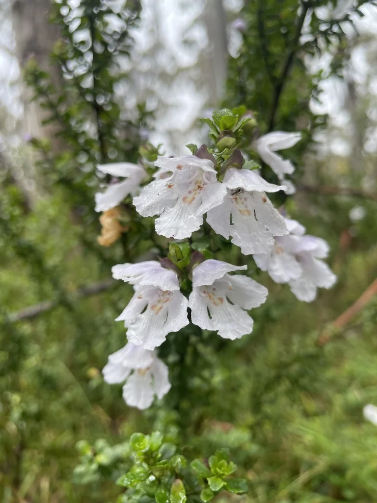 Prostanthera Cuneata