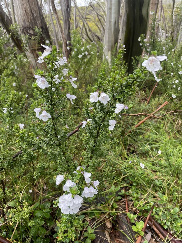 Prostanthera Cuneata