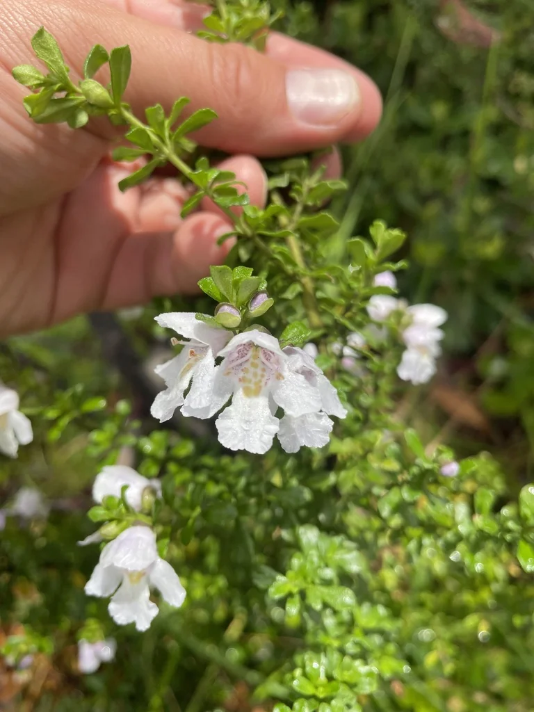 Prostanthera Cuneata