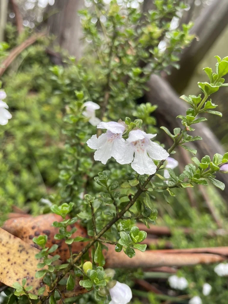 Prostanthera Cuneata