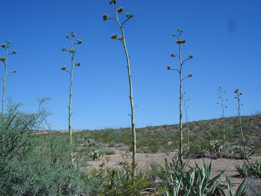 Agave Scabra