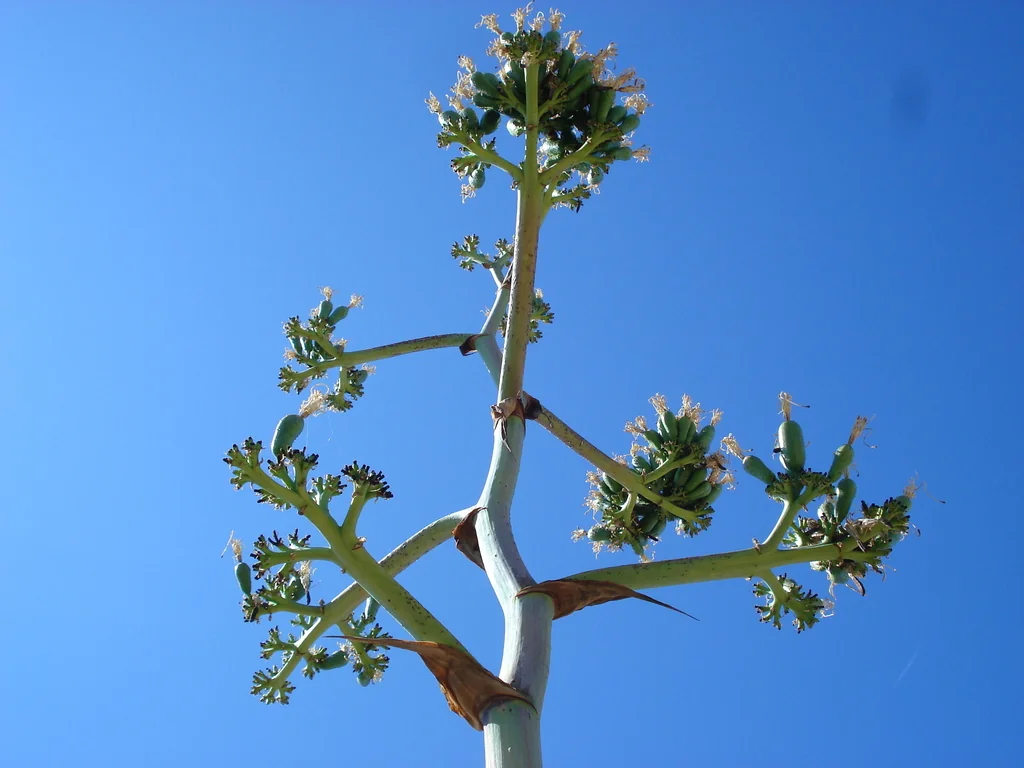Agave Scabra