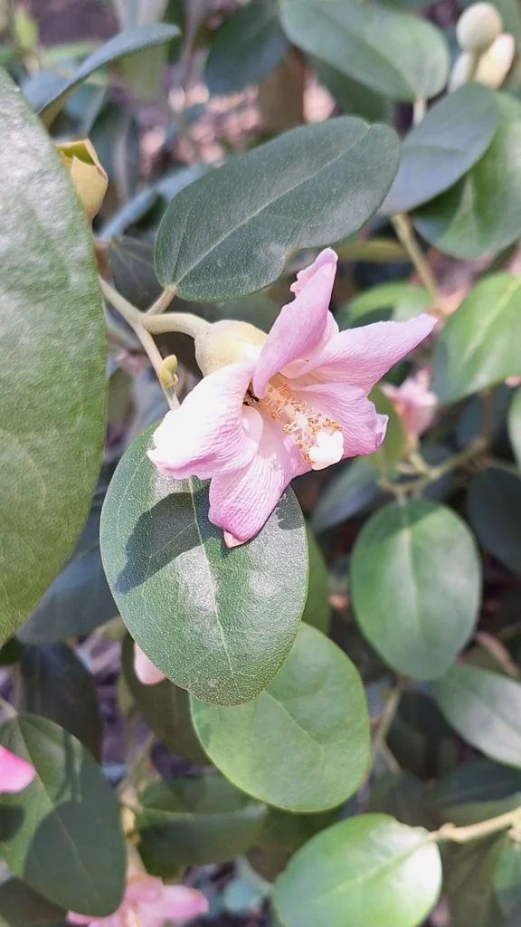 Lagunaria Patersonii