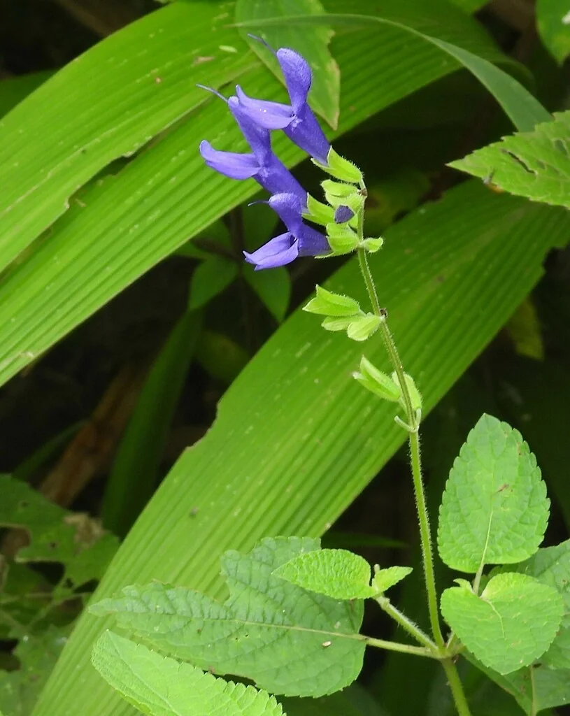 Salvia Guaranitica