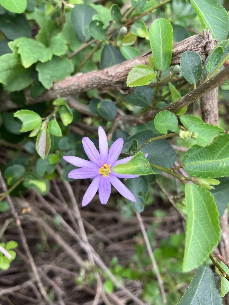 Grewia Occidentalis