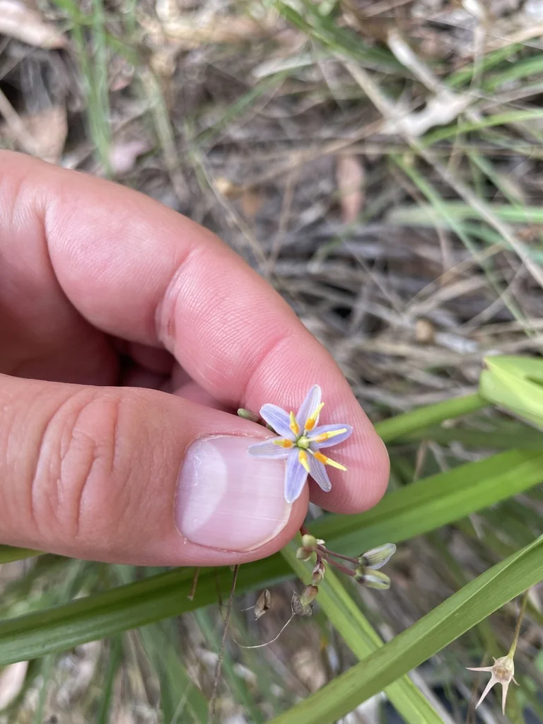 Dianella Longifolia