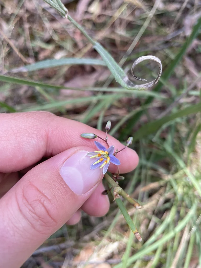 Dianella Longifolia