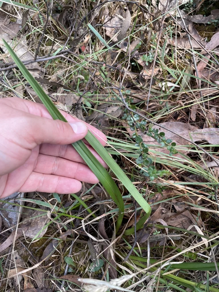 Dianella Longifolia