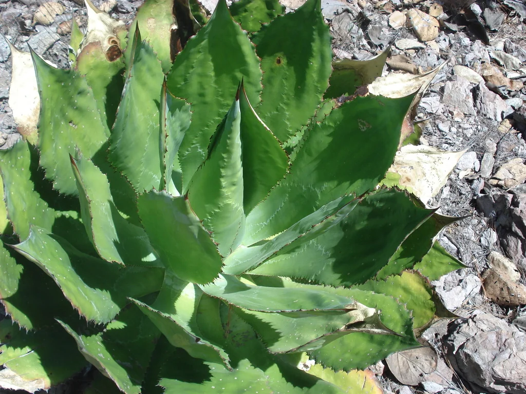 Agave Bovicornuta