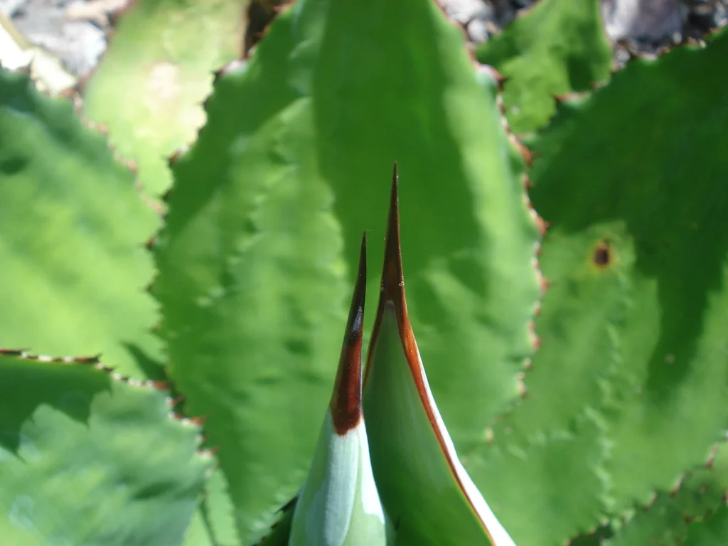 Agave Bovicornuta