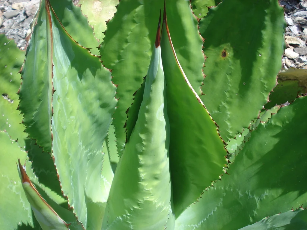 Agave Bovicornuta