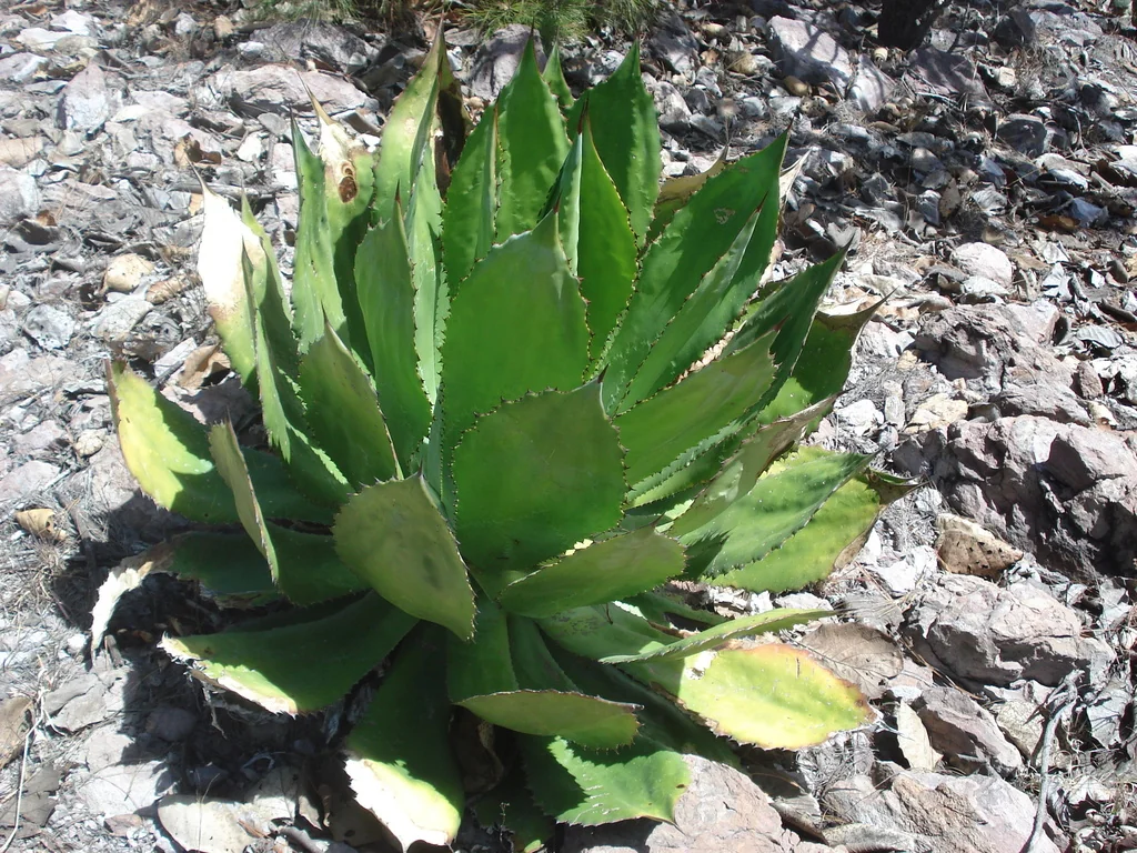 Agave Bovicornuta
