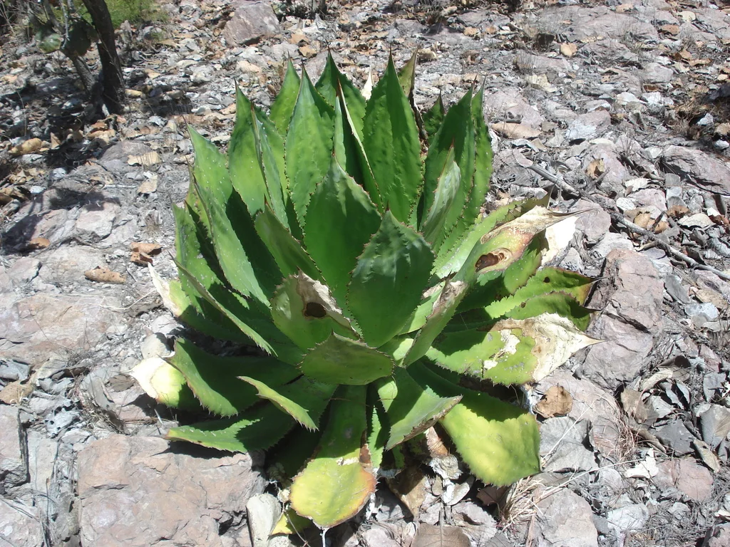 Agave Bovicornuta