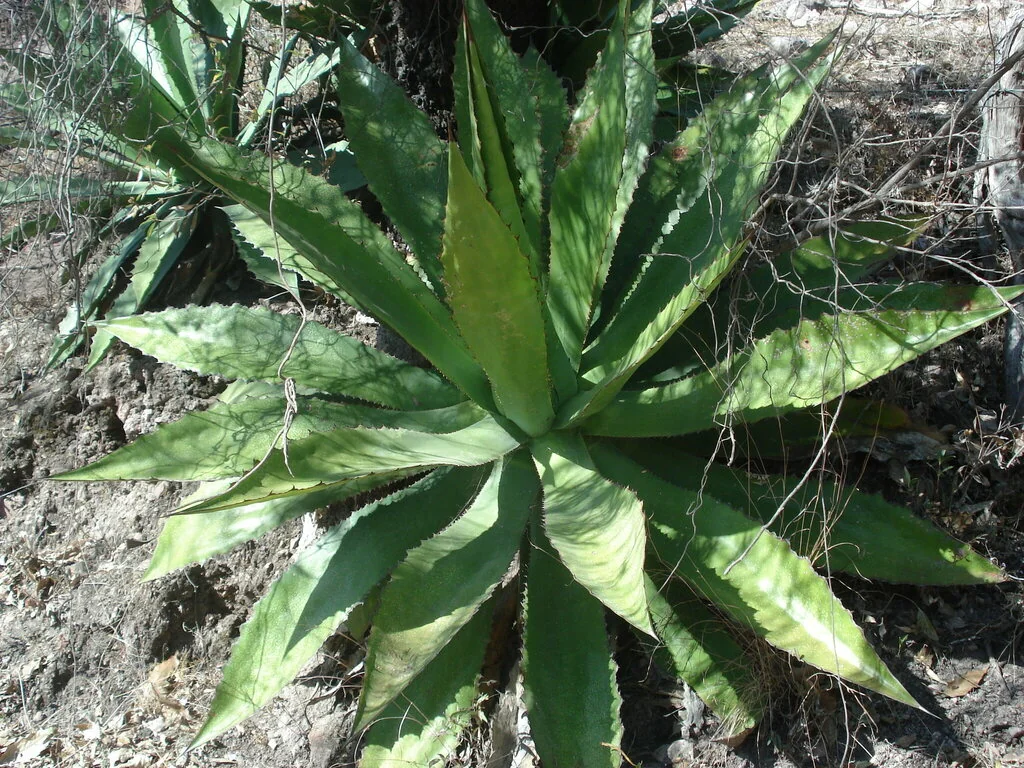Agave Bovicornuta