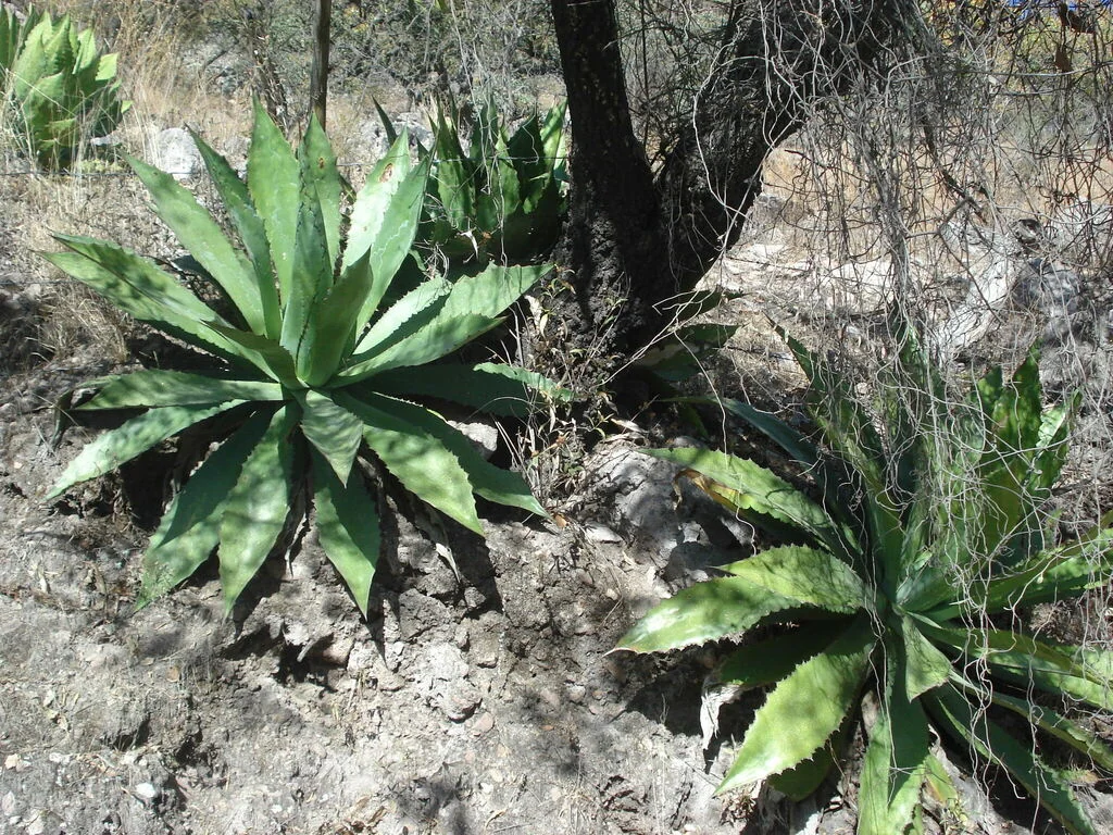Agave Bovicornuta