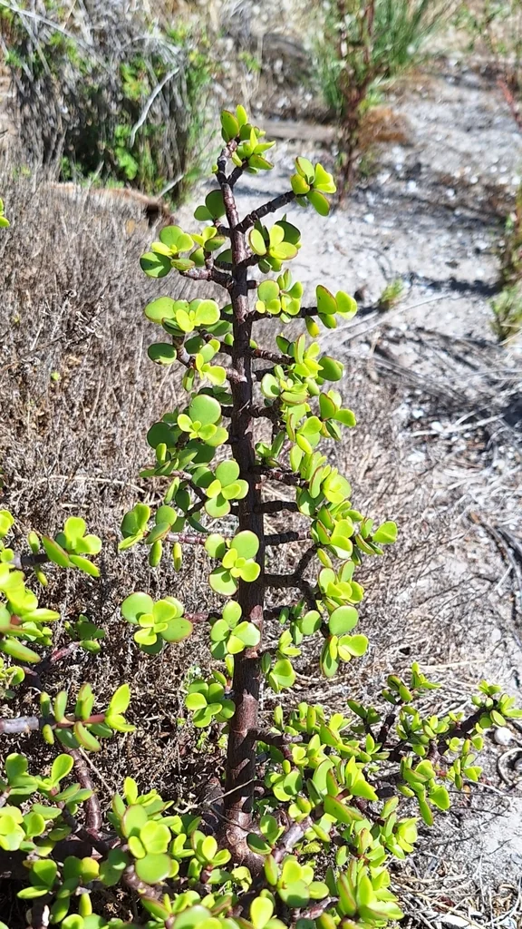 Portulacaria Afra