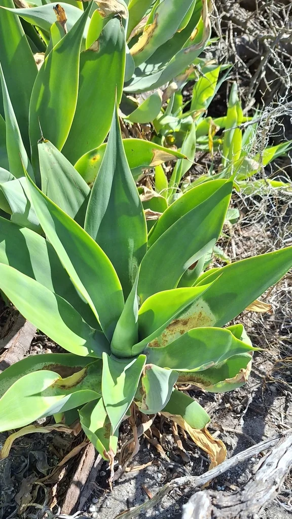 Agave Attenuata