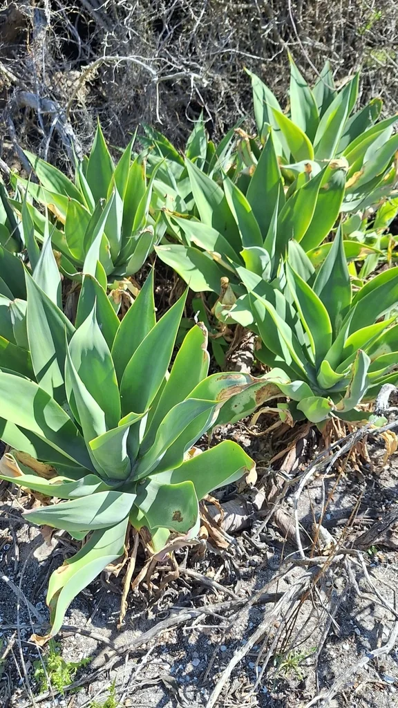 Agave Attenuata