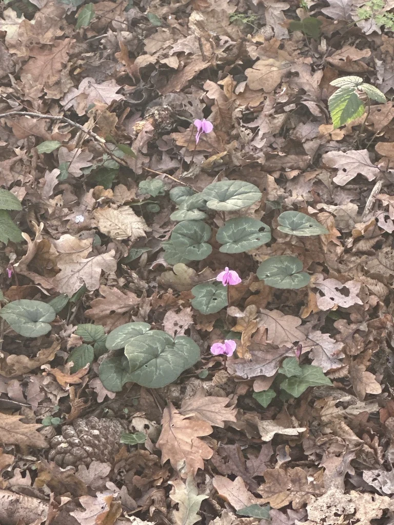 Cyclamen Coum