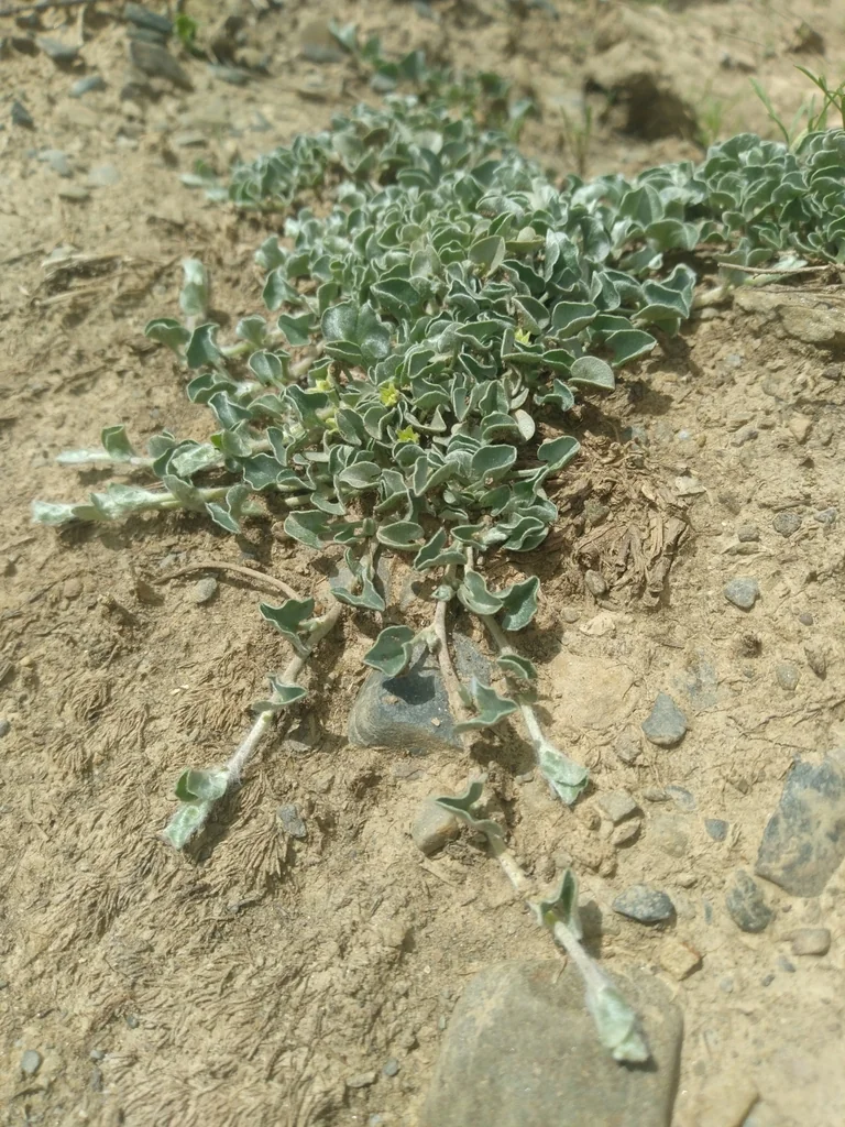 Dichondra argentea